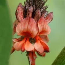 Image result for Indigofera charlieriana