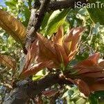 Image result for Ochna pulchra