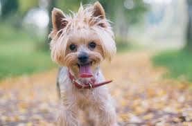 Yorkie Haircuts For Males And Females 60 Pictures Yorkie Life Yorkie Haircuts Small Dog Names Yorkie