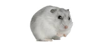Brown hamster, golden hamster gerbil guinea pig cage, hamster transparent background png clipart. Hamster Transparent Image Png Arts