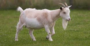 Information on raising and owning dairy, meat, fiber, and pack goats. Tesco Suspends Goat S Milk Supplier Over Animal Abuse Supply Management