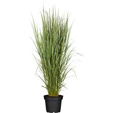 Die rutenhirse ist eine mehrjährige pflanze, die als zierpflanze verschiedenartiges blattwerk entwickeln kann. Obi Garten Ruten Hirse Northwind Topf Ca 15 L Panicum Kaufen Bei Obi