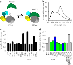 In mammals, rac exists as three. Fret Binding Antenna Reports Spatiotemporal Dynamics Of Gdi Cdc42 Gtpase Interactions Nature Chemical Biology