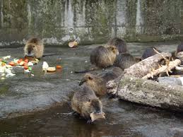 ˈbaːnˌhoːf ˈt͡soː (listen)) is a railway station in berlin, germany. Nutrias Zoologischer Garten Hof Der Beutelwolf Blog