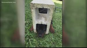 We did not find results for: Jaws Of Life Save Rottweiler Puppy Trapped In Cinderblock In St Johns County Firstcoastnews Com