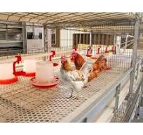 Cage à volailles d'occasion - Éfficient et durable