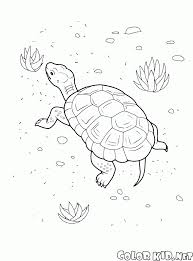 These coloring pages are not just fun, they will also help your kids to learn about sea animals. Coloring Page Turtle On The Beach