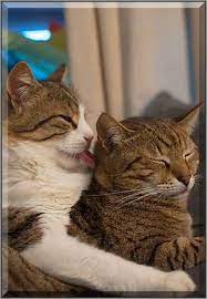 My Cats Were Lucky To Find Their Forever Home Now They Want To Give A Paw To Kitties Who Are Less Fortunate Cats Kittens Cutest I Love Cats