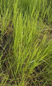 Image result for Urochloa