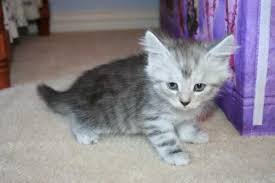 To learn more about each adoptable cat, click on the i icon for some fast facts, or click on their name or. Siberian Kitten For Sale Cute Cats Pictures