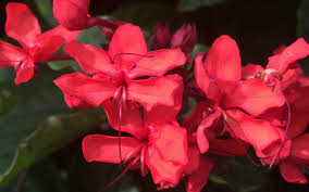 Image result for Clerodendrum toxicarium