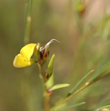 Image result for Athrixia phylicoides