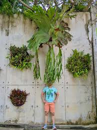 Image result for Pseudocalyx saccatus