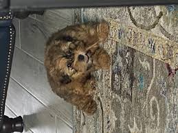 The second photo is of my dog arriving to me via a petex truck. Lancaster Puppies Reviews 45 Reviews Of Lancasterpuppies Com Sitejabber