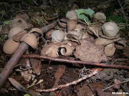 Image result for Geastrum triplex