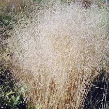 Image result for Deschampsia
