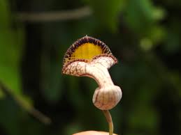 Image result for Aristolochia triactina