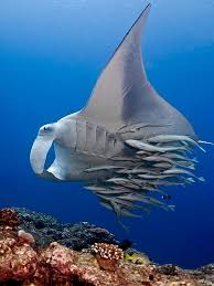 Ray With Entourage Sea And Ocean Under The Sea Ocean Creatures