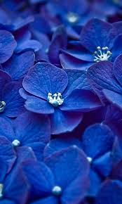 Download Wallpaper 480x800 Colors Composition Dark Petals Htc Samsung Galaxy S2 2 Ace 480x800 Hd Back Blue Flowers Blue Flower Wallpaper Dark Blue Flowers