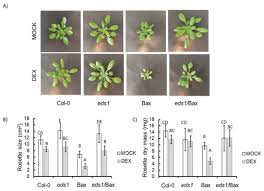 Next level rich people shit. Cells Free Full Text Eds1 Dependent Cell Death And The Antioxidant System In Arabidopsis Leaves Is Deregulated By The Mammalian Bax Html