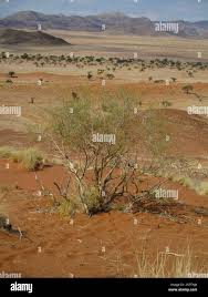 Image result for Parkinsonia africana