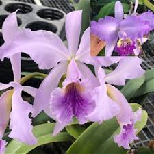 Image result for Cynorkis debilis