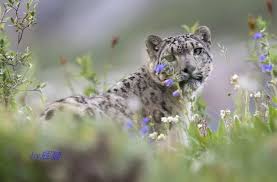 Why are snow leopards endangered? Snow Leopards Come Into Focus On The Qinghai Plateau Snow Leopard Trust