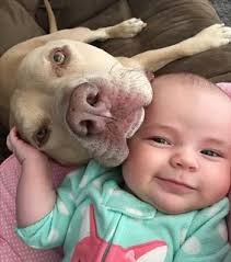 somostodosviralatas, puppy and enzo viola