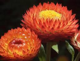 Image result for Helichrysum lastii