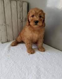 Find goldendoodle in dogs & puppies for rehoming | find dogs and puppies locally for sale or adoption in canada : Goldendoodle Puppy For Sale Adoption Rescue For Sale In Goshen Indiana Classified Americanlisted Com