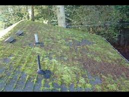 Asphalt shingles are relatively easy to replace, but the repair may stick out like a sore thumb if you don't remove a slightly damaged shingle from ridges; How To Remove Moss On Roof Fast Part 1 Before Youtube