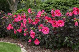 Hibiscus is a flowering hibiscus plants cannot tolerate extremely cold or freezing conditions. 5 Tips For Growing Summerific Hibiscus Proven Winners