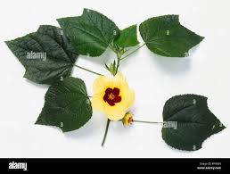 Image result for Hibiscus calyphyllus