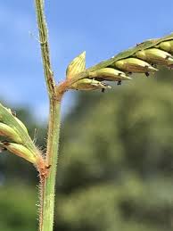 Image result for Moorochloa eruciformis