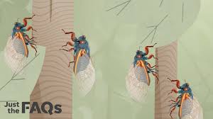 How long do the cicadas last? 12 Weird Facts About Brood X Cicadas In Tennessee After 17 Years