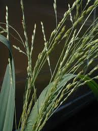 Image result for Panicum infestum