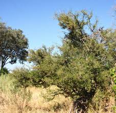 Image result for Albizia anthelmintica