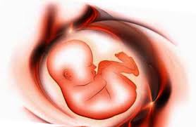 Selain itu mengkonsumsi buah nanas muda pada kehamilan tua dapat mengakibatkan bayi lahir prematur. Inilah Tanda Tanda Janin Tidak Berkembang Di Usia 3 Bulan Pertamanya Bantuanbpjs Com