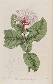 Image result for Ixora seretii