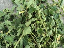 Image result for Pedalium