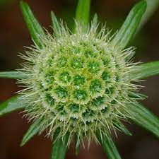 Scabiosa Japonica 3 Flower Seeds Flowers Perennials Flowers