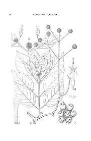 Image result for Sabicea bequaertii