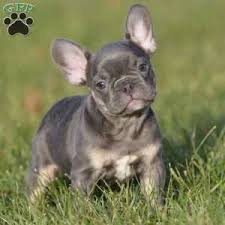 Find a french bulldog puppy from reputable breeders near you in north carolina. Victorian Bulldog Puppies For Sale Victorian Bulldogs Greenfield Puppies