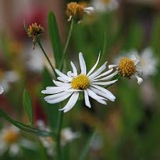 Image result for Asterochaete