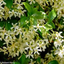 We did not find results for: Star Jasmine Inland Valley Garden Planner