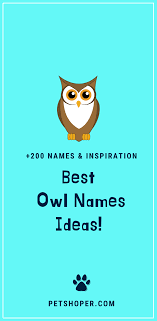 Hol dir harry potter merchandise! Owl Names 200 Incredible Ideas Incl Harry Potter Owl Petshoper Harry Potter Owl Owl Harry Potter Owl Name