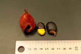 Image result for Cnestis