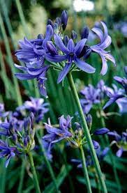 African Lily Lilliput Plants Agapanthus Planting Plan