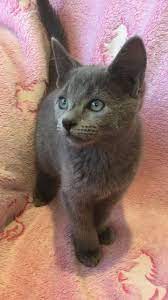 Https Silverbluescattery Com Wp Content Uploads 2019 04 Karl Jpg In 2020 Russian Blue Russian Blue Kitten Russian Blue Cat