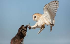 We did not find results for: Burung Hantu Pahlawan Desa Gledeg Jagad Tani Petaninya Milenial